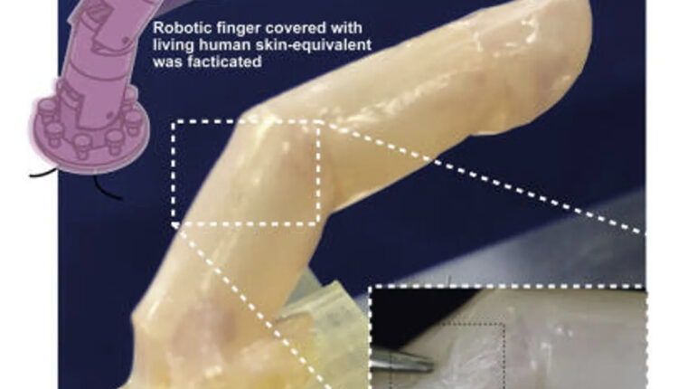 Scientists Craft ‘Living Skin’ for Robots, Made of Human Cells   What’s happening Japanese researchers covered a robot finger with a self-healing pliable sheet made of human skin cells. Why it matters Helping robots resemble humans could improve their integration with our society. We’d like them more, trust them more and communicate with them better. What’s next The team will focus on refining their prototype to make it more sophisticated and translatable to real-world robotics.   If scientists are ever to deploy realistic humanoid robots to roam our society, they’ll need to create an artificial version of every single human trait. Then they’ll have to put it all together. A daunting endeavor. But we can simplify the task by grouping things into two main categories.  First up, there’s the mental facet. Things like consciousness, autonomy, imagination and perhaps even body reflexes. Second, there’s the physical stuff. Fluid movement, eye control, casual gait and, importantly, skin.  Our sweaty, supple human skin is absolutely integral to our lifelike veneer.  And on Thursday, in the journal Matter, Japanese scientists announced they’ve made some headway in this regard. They presented a robotic finger that’s coated with “living skin,” aka a prototype of skin made out of actual, living, human cells.