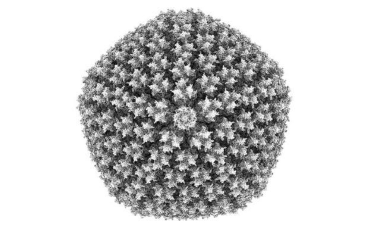 صورة بالغة الدقة للفيروس المعدل الذي يستعمل في لقاح أوكسفورد أسترازينيكا