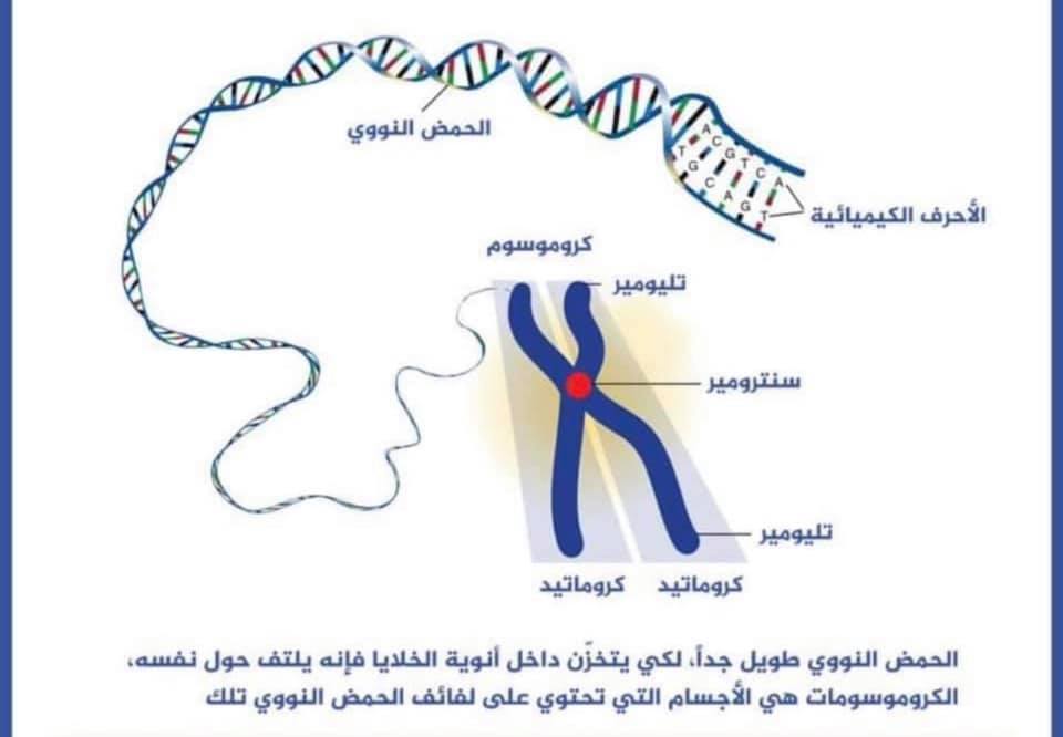 علماء ينجحون في تتبع التسلسل الكامل للجينوم البشري