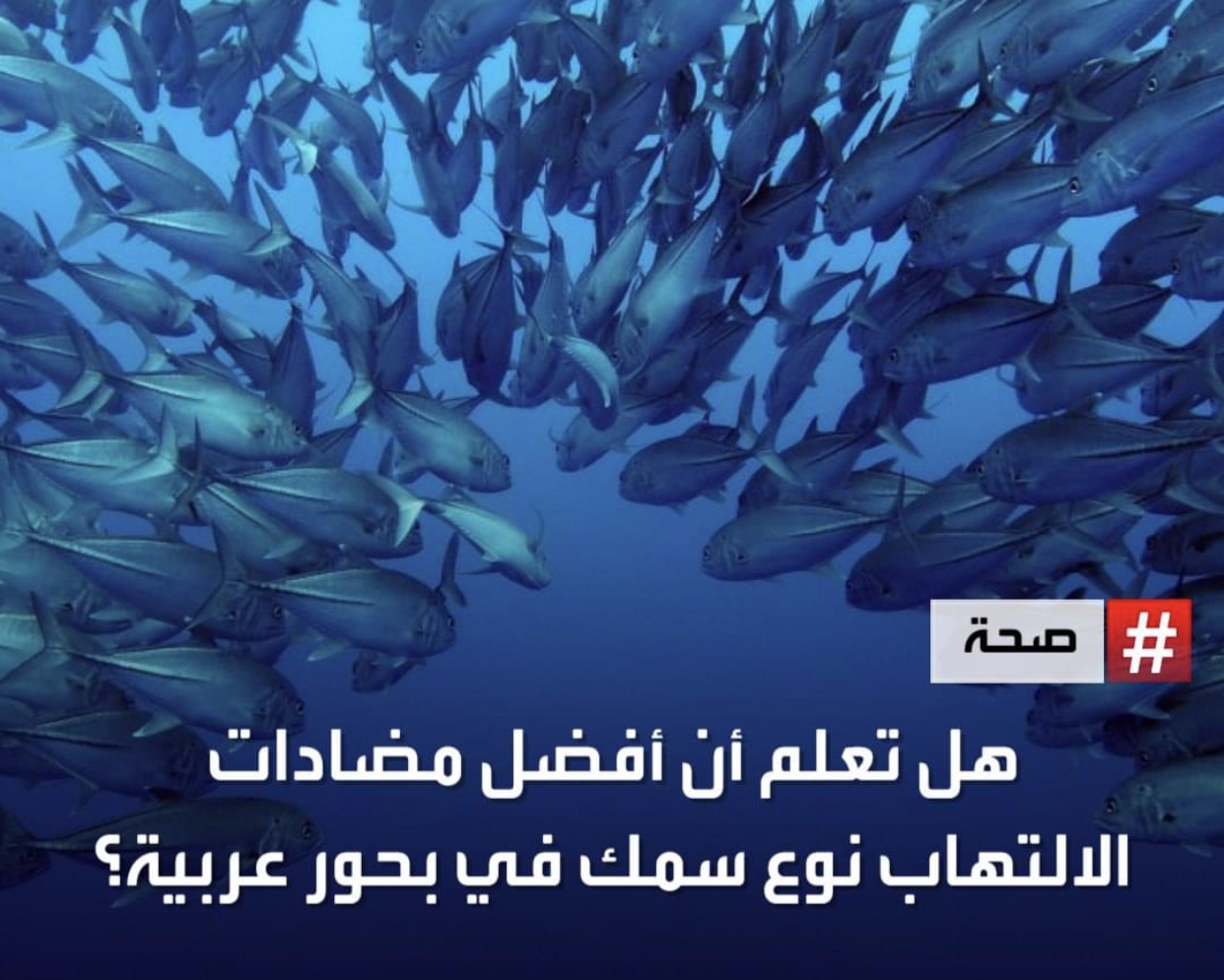 هل تعلم أن أفضل مضادات الالتهاب نوع سمك ببحور عربية؟