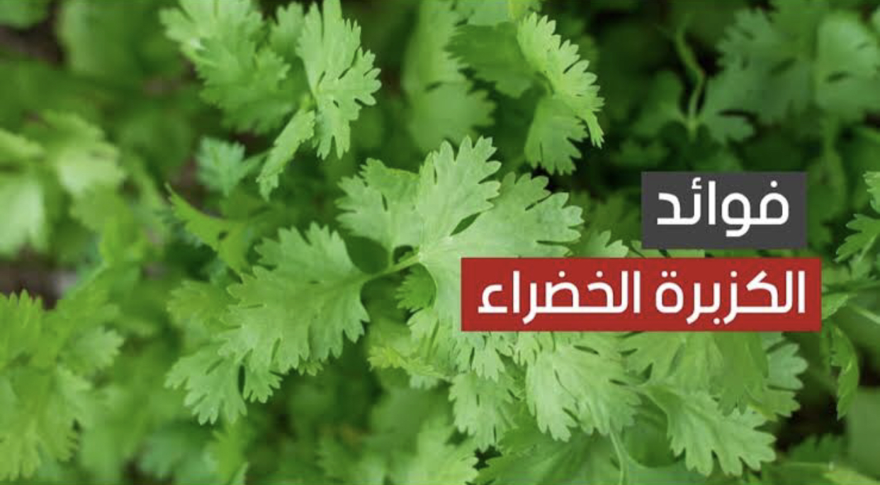 الكزبرة الخضراء وفوائدها