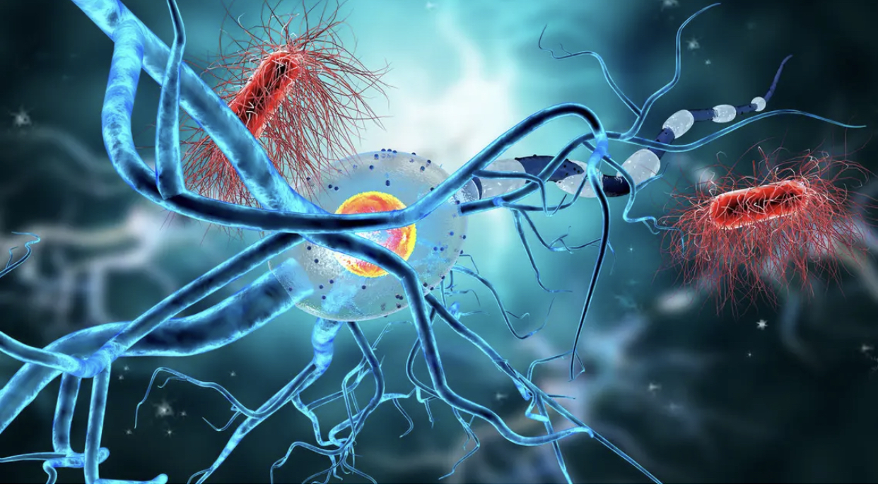 الألياف العصبية والفيروسات 