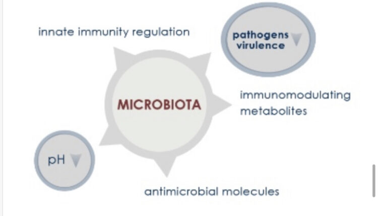 GUT MICROBIOTA AND IMMUNE SYSTEM