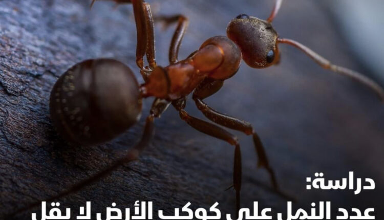أظهرت دراسة جديدة وجود ما لا يقل عن 20 كوادريليون (مليون مليار) نملة على كوكب الأرض